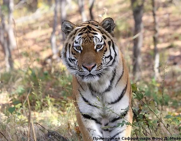 Горящие туры, путевки с ценами на отдых приморье из хабаровска! Zagorodnye Ekskursii Ekskursii V Primore
