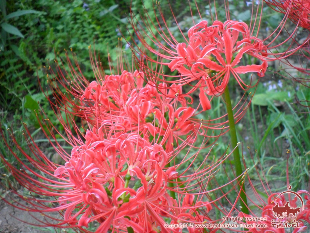 24+ Сочинение Экскурсия В Ботанический Сад цены и отзывы&nbsp;2022